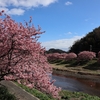 春を感じる伊豆の旅①～みなみの桜と菜の花まつり～