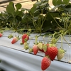 完熟いちご🍓狩り情報 ２月１４日(火)本日は開園日です‼️😊🍀✨