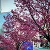 【速報】渋谷でサクラ満開！！「陽光桜」