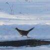 我が家の前は、鳥の道？