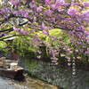 高瀬川と八重桜