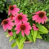 花もグッタリです