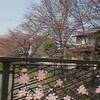 桜ぼちぼち咲きはじめ