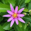 ディエテス・ビコロルの花（2）