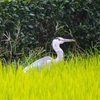 わが神原町に飛来した鳥　　水田付近にやって来たアオサギ
