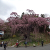 紅枝垂れ地蔵桜