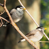 足立区舎人で出会った野鳥