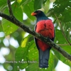 ベリーズ　ホテル敷地内の野鳥たち