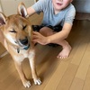 柴犬「きび」が来てから63日目【かいてあげると気持ち良さそう】