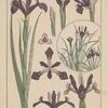 19世紀から20世紀のフランスにおける植物画の装飾的利用について