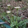 Taraxacum albidum　シロバナタンポポ