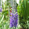 ベロニカ（Veronica）の花たちの繋がり