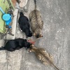 いざ日本へ。