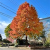 隣町までトコトコ〜お天気が良いので歩来て行こう〜