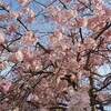小田原城址公園 桜 開花状況 ２０２２年 見頃 満開に？