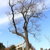 三嶋神社・山桜と枝垂れ桜・・