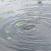 大雨で綺麗になった川の真鯉2050830