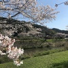 桜（宿毛市平田）