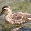 🐥カルガモの「成長記録」🦆