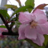 雨で桜の花がかなり散った