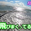 【#18】外人さんが通った瞬間に釣れた魚が"こちら"です🐟in田原サーフ【釣行日2023/12/1(金)】