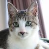 かわいい仔猫の家族を募集中！
