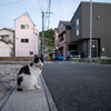 地元住宅街のねこさん