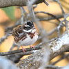 【後編】＂ハギマシコ＂この優美な冬鳥に導かれるように再び筑波山へ　野鳥撮影《第395回》