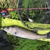 【シーバスとウォーターソニック】最高の組み合わせの釣行！
