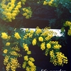 Mimosa