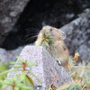 東ヌプカウシ山へ②（9月15日）