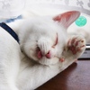 プロジェクトＣａｔ番外編　～まだいる気配～