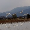 瓢湖の白鳥ー２