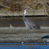 White Headed Crane Pt.02