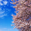 RX1RM2で撮る桜写真。