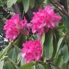 石楠花