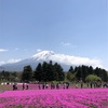 【2018富士芝桜まつり】富士山を背景にした贅沢な景色が楽しめる！！