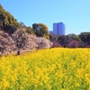 【都内お花見スポット】浜離宮恩賜庭園でお花見！菜の花と桜の絶景スポット