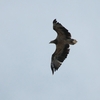 シロハラウミワシ White-bellied Sea-Eagle