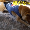 お暇～、だよ
