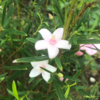 花期が長い『サザンクロス（クロウエア）』の成長と開花！～珍しいホワイトピンク花を日向と半日陰で２株育成！