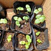 家庭菜園　去年のオクラから、種を植えて芽出しをやってみた（2025年4月）
