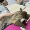 眠りに落ちていくぽてこ