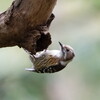 D850でコゲラを撮影