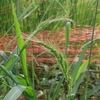 Echinochloa crus-galli var. aristata　ケイヌビエ