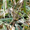 日本　2024年2月29日　栗畑の野鳥など