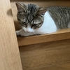 夢の競演🐈「そら」＆ウチの猫ちゃんたち