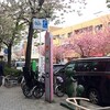 八重桜も満開へ