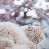 広島県 尾道の千光寺公園で猫と戯れる