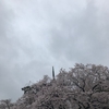 菜たね梅雨、桜花にけぶる